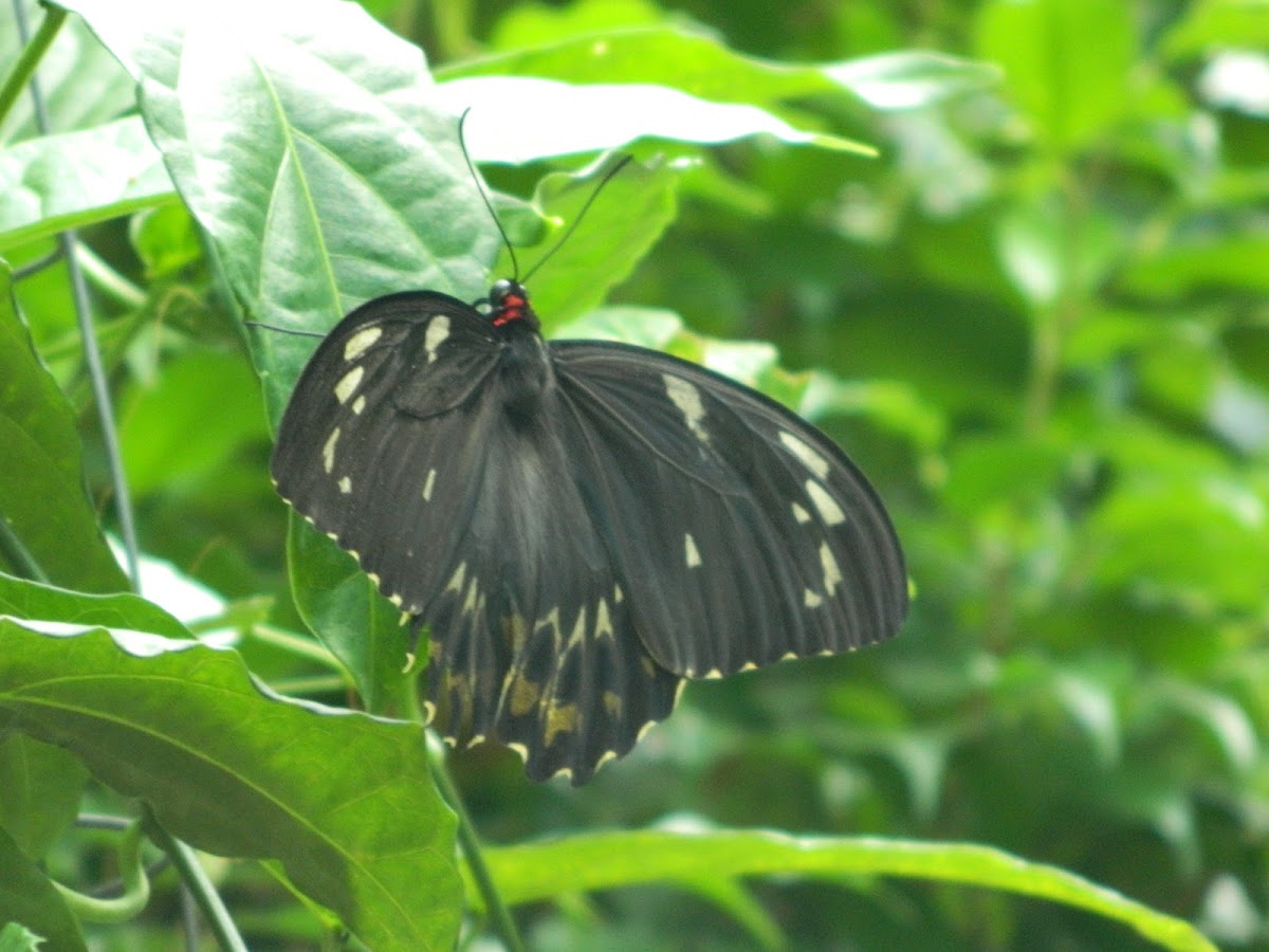 Cairns birdwing butterfly - female