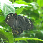 Cairns birdwing butterfly - female