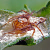 Linx spider with egg sack.