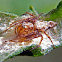 Linx spider with egg sack.