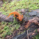 Red eft