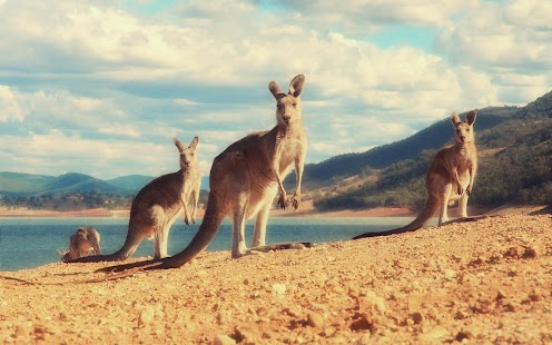 Download Kangaroo Wallpaper APK for PC