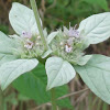 Hoary Mountainmint