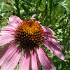 Purple cone flower