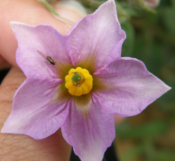 Potato flower Project Noah