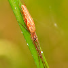Long-jawed Water Spider