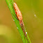 Long-jawed Water Spider
