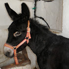 Burro catalán. Donkey