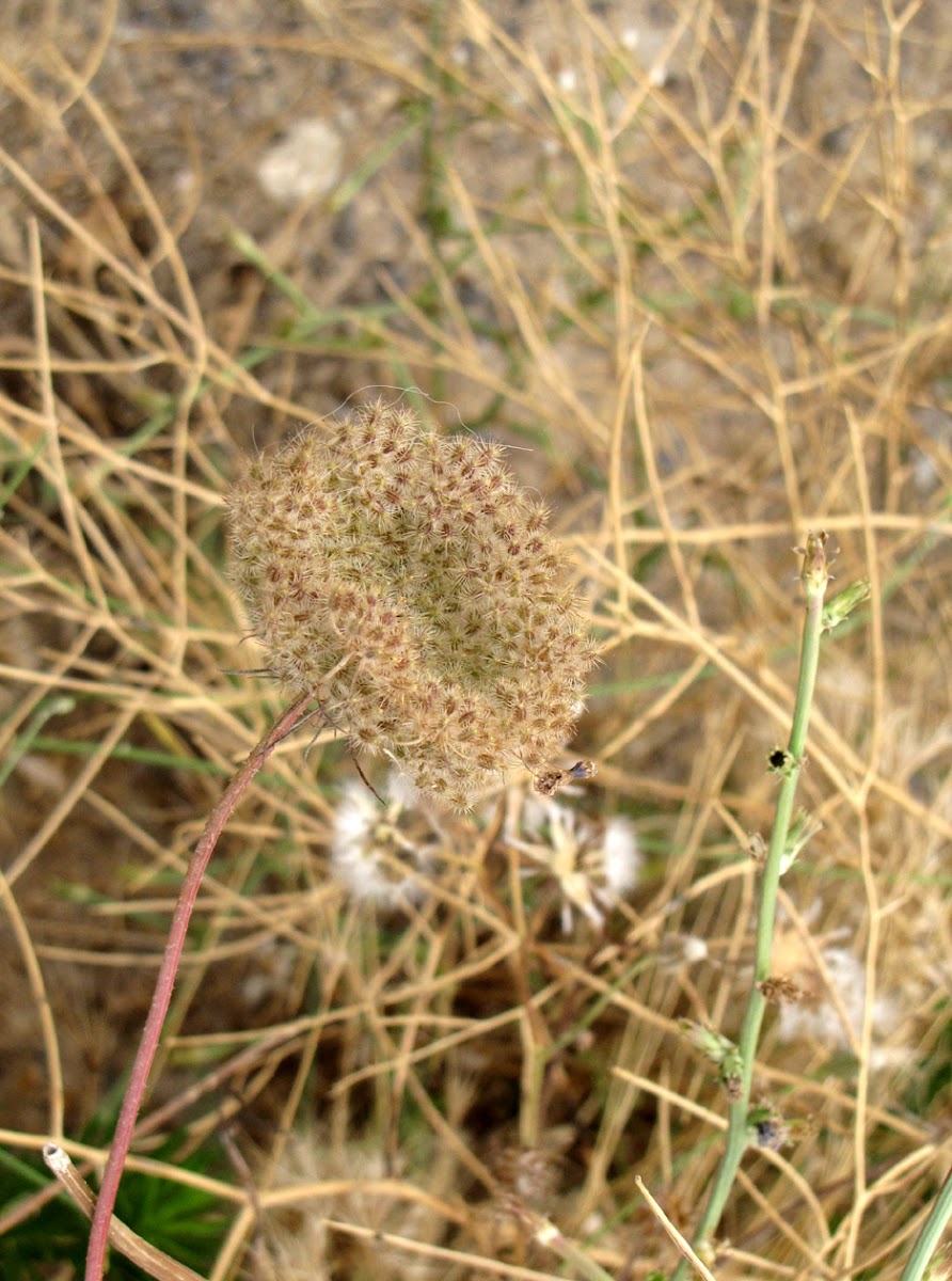 Queen Anne's Lace