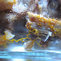 plasmodial slime mold (orange)