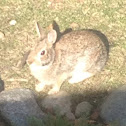 Eastern cottontail