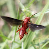 Red Wasp