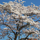 Flowering tall tree