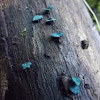 Blue stain fungus