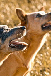 Australian Shepherd Puzzle poster 3