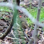 Ruby-crowned kinglet