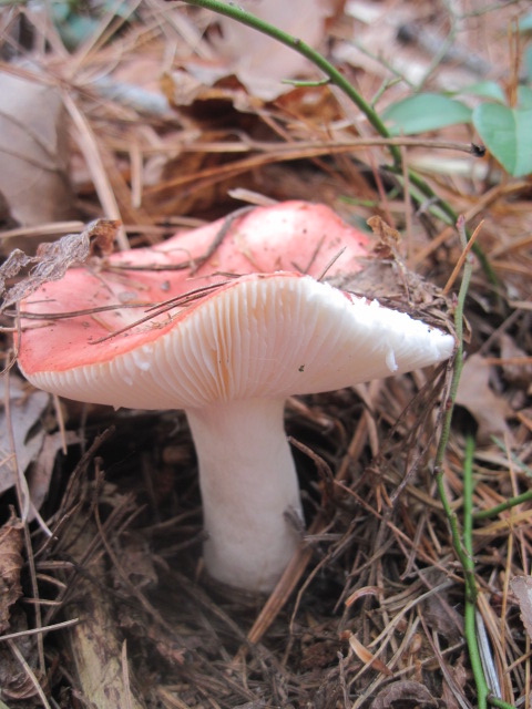 Russula Red Top