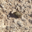 Bullfrog (juvenile)