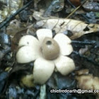 Earth Star