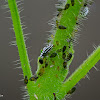 Ladybird larvae