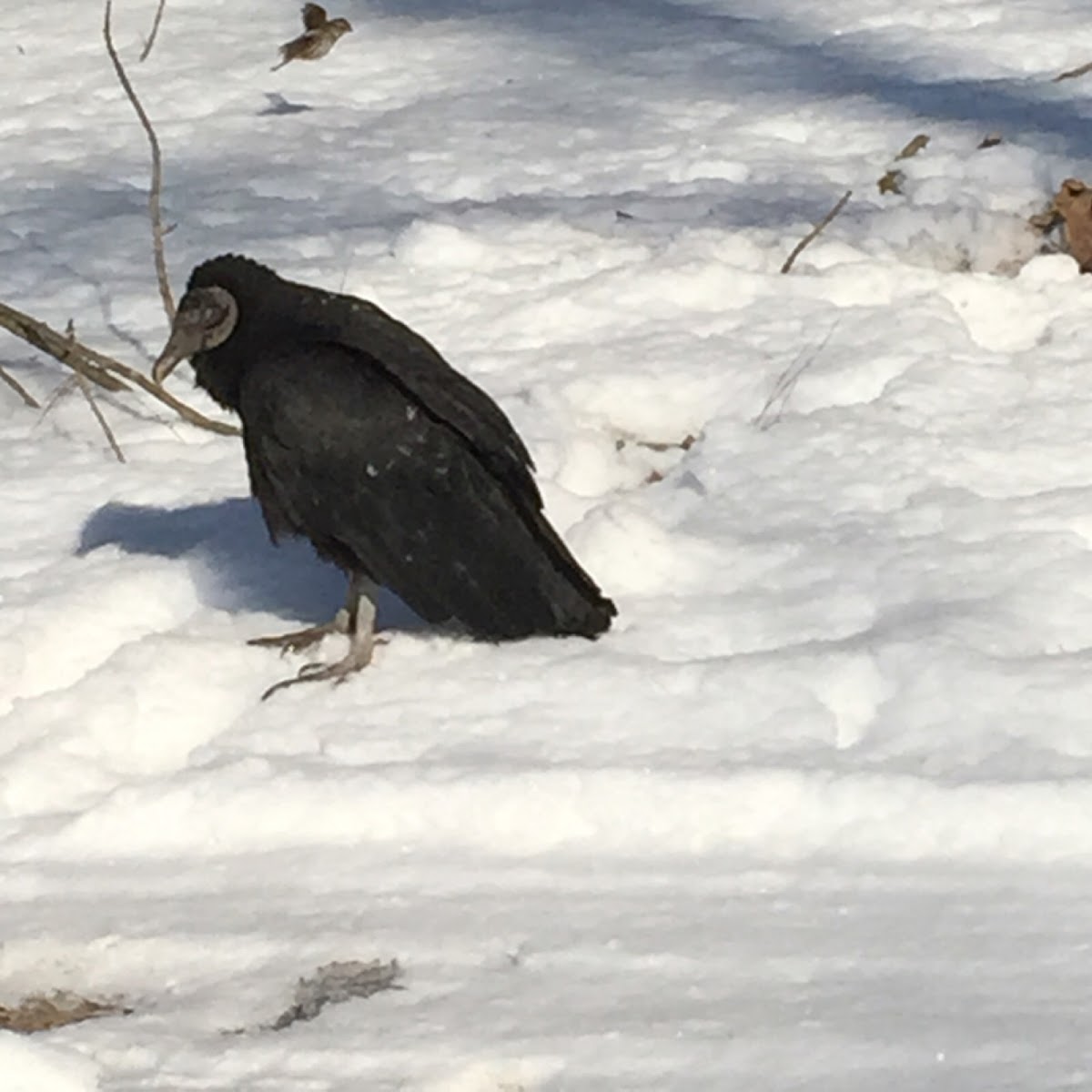 Black Vulture