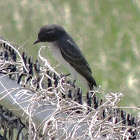 Eastern kingbird