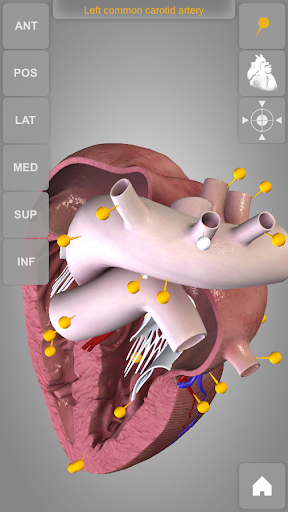 【免費醫療App】Heart 3D Anatomy Lite-APP點子