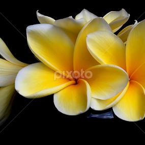 frangipani by Adjie Tjokrosoedarmo - Flowers Flower Arangements