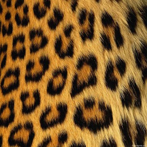 GO SMS Cheetah Theme