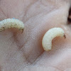 Lotus borer caterpillar