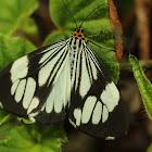 Marbled white moth