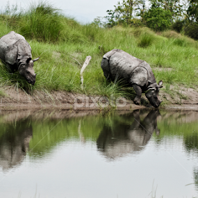 Two Sisters by Debashis Banerjee - Animals Other Mammals
