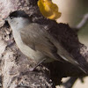 Blackcap; Curruca Capirotada