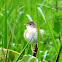 Cebuano Pirot, grassland bird