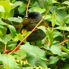 Black-and-yellow phainoptila (female)