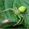 Green Crab Spider