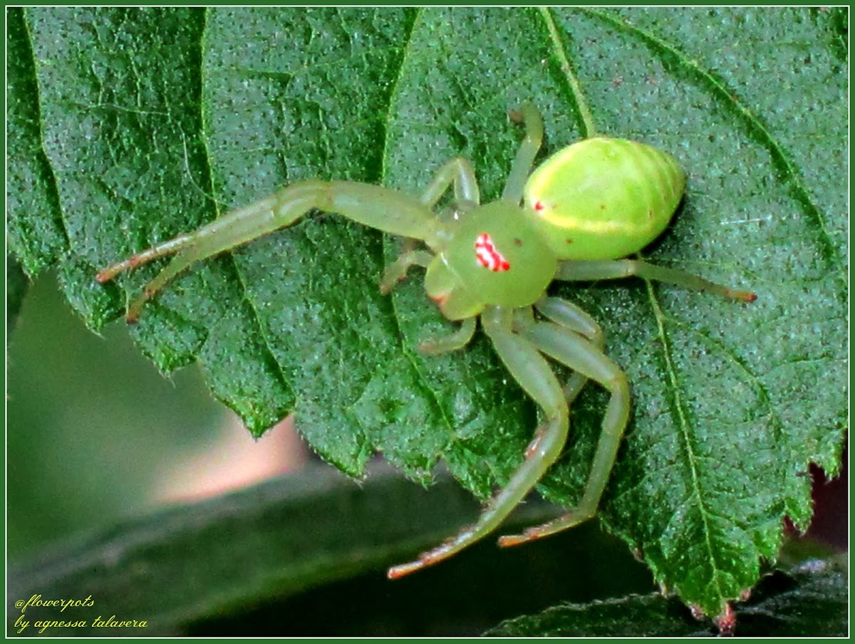 Green Crab Spider