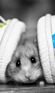 Hamster Wallpapers Screenshots 2