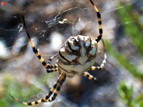 Argiope lobata | Project Noah