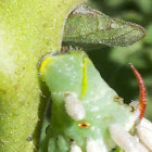 Tobacco hornworm