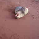 Galapagos Sea Lion