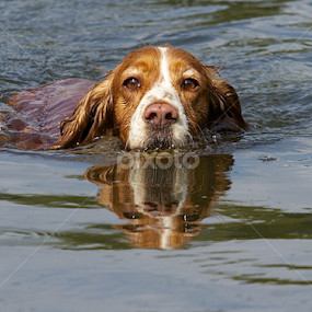 by James Blyth Currie - Animals - Dogs Playing
