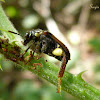 Wasp mimicking beetle