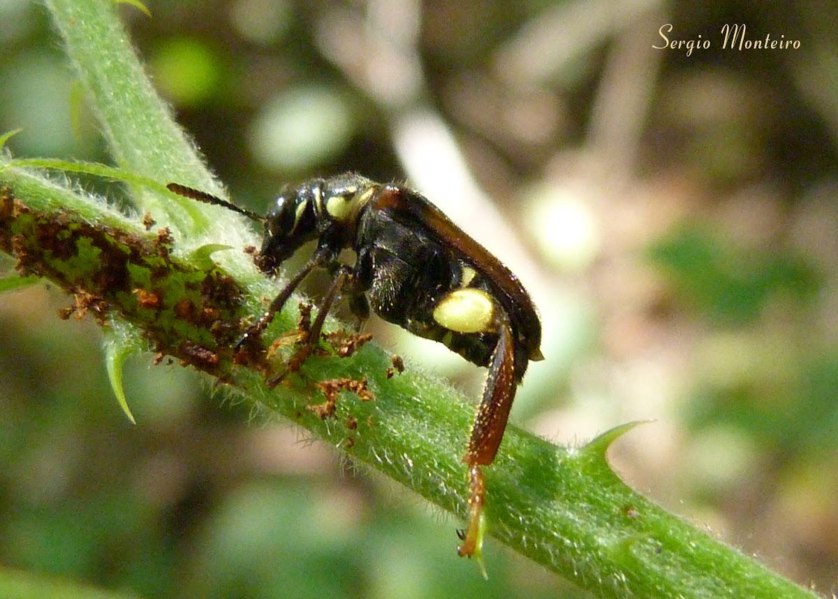 Wasp mimicking beetle