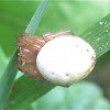 Six-spotted Orb Weaver, female