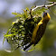 Southern Masked Weaver