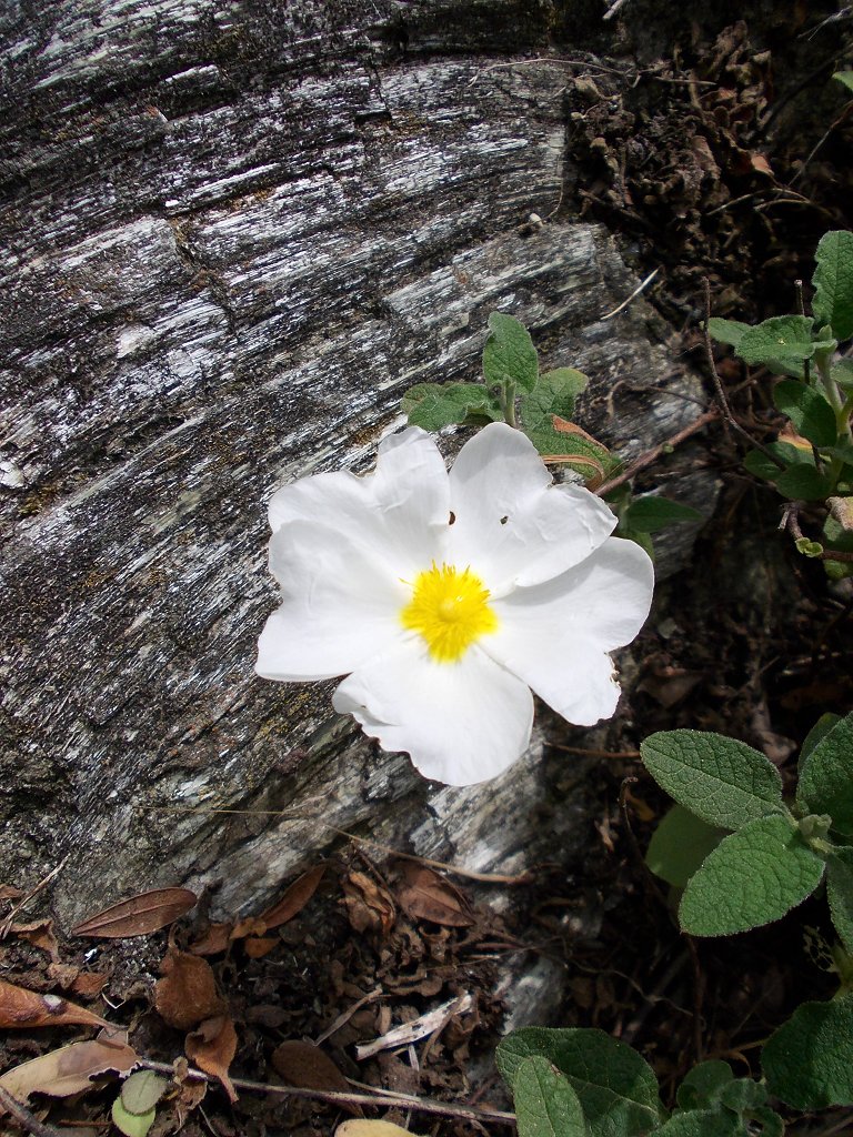 Sage-leaved Rock Rose (άσπρη λαδανιά)