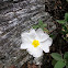 Sage-leaved Rock Rose (άσπρη λαδανιά)