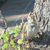 White Crowned Sparrow- juvenile