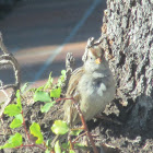 White Crowned Sparrow- juvenile